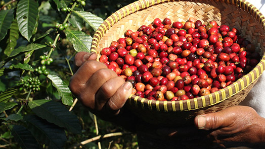 The production and the processing of green coffee